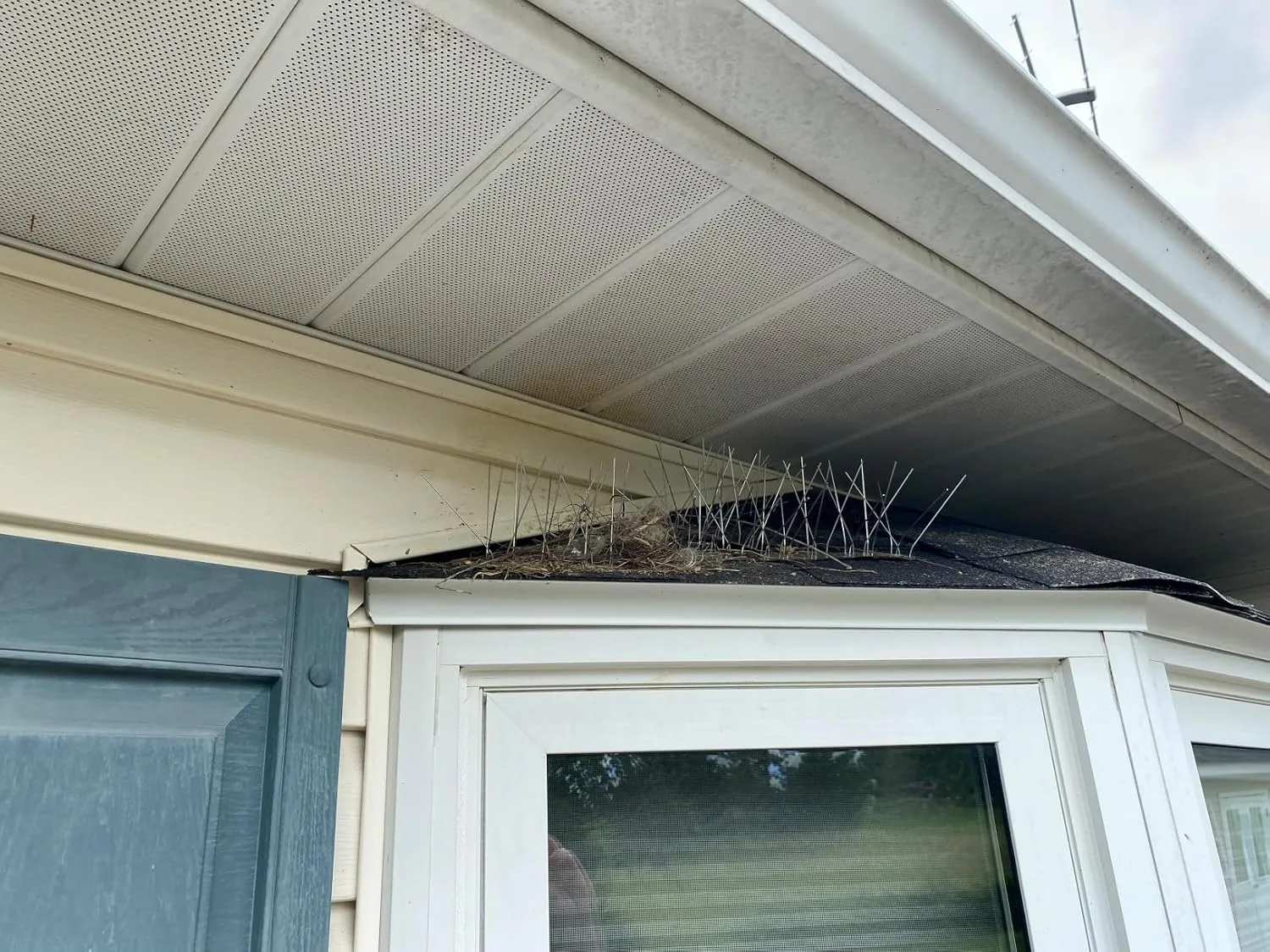 Customer review photo for How to Keep Birds Off Your Dock Without Harming Them